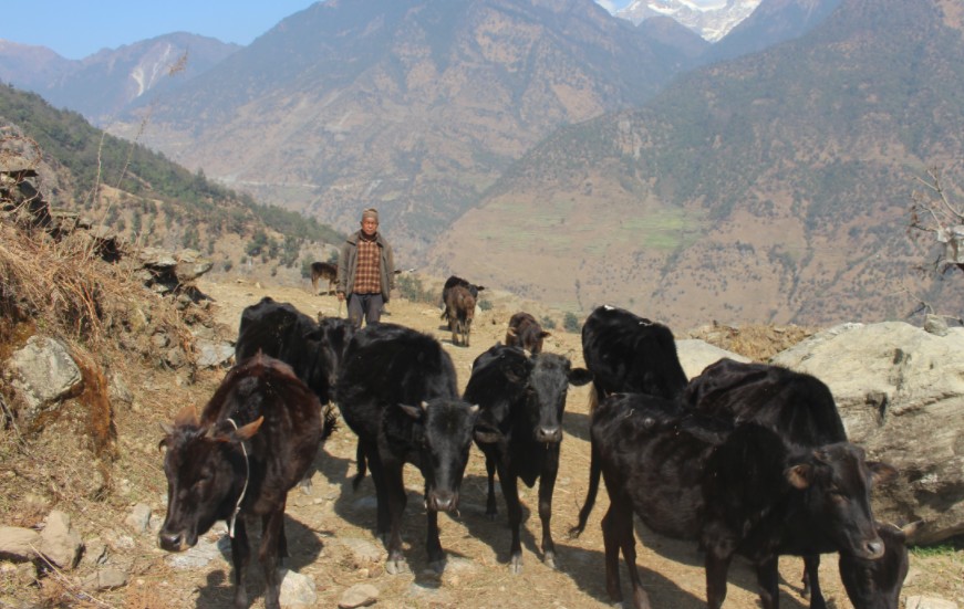 गाउँका बूढापाकाले मात्र धानेका घुम्ती गोठको परम्परा