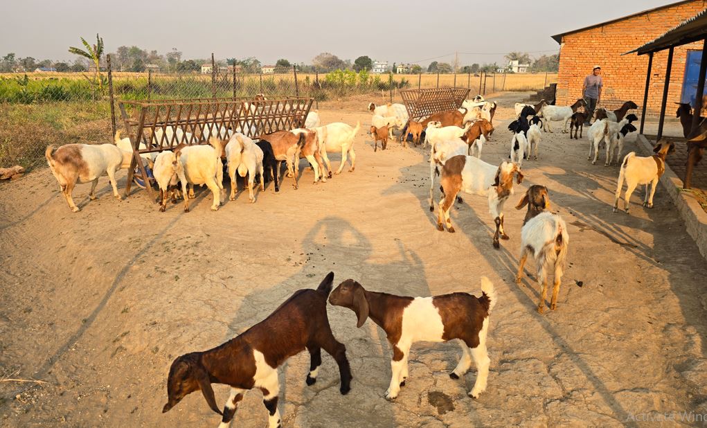 विदेशबाट फर्किएका युवा बाख्रापालनमा